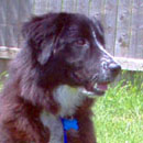 Dera was adopted in July, 2004